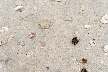 shells and coral on the beach