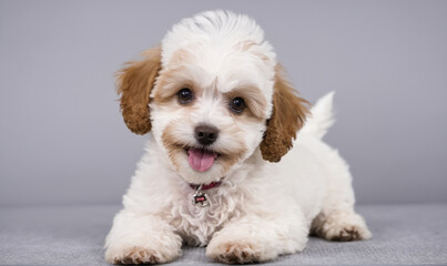 Fototapeta premium A small, white dog with brown ears is lying down and looking at the camera with its tongue sticking out