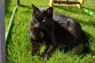 Sleepy black cat resting on the grass: scene of a serene sunny day