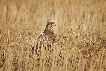 Buzzard is sitting on the field. The common buzzard Buteo buteo.