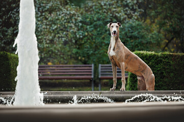 cute greyhound dog posing by a fountain in a park