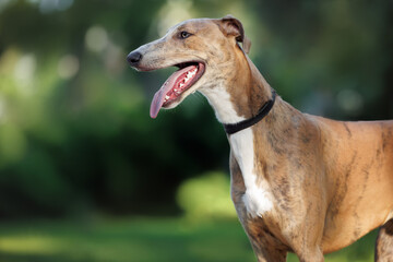 cute greyhound dog in a collar profile portrait outdoors in summer