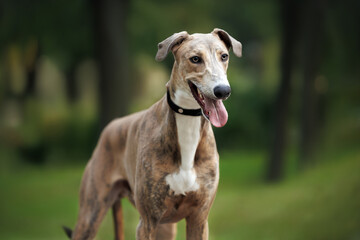 cute greyhound dog in a collar posing outdoors in summer
