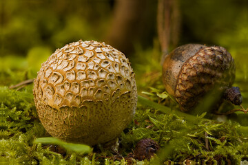 Olsztyński las miejski © Andrzej