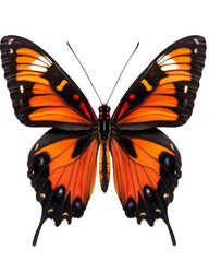 Fototapeta premium A large orange butterfly with black markings on its wings. on transparent background png