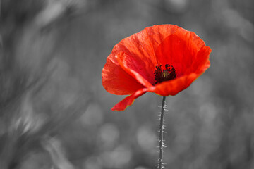 World War remembrance day. Red poppy is symbol of remembrance to those fallen in war.