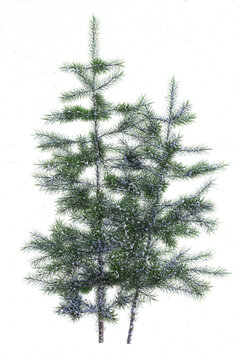 Two small young pines, pinus, covered with snow, with snowflakes falling on transparent background. 3D illustration. Concept of  winter and Christmas. 