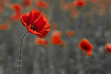 Naklejka premium World War remembrance day. Red poppy is symbol of remembrance to those fallen in war.