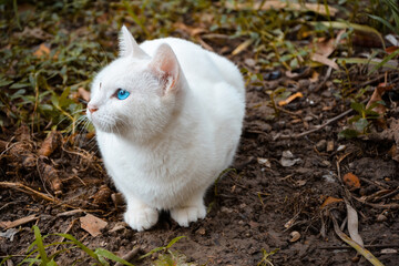 A cute white cat crouching on the ground