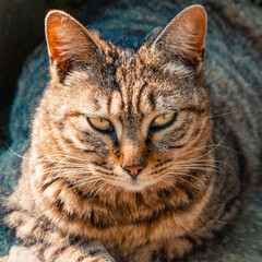 Facial close-up of a tabby cat lying on the ground in the park