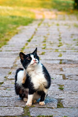 A black and white cat sitting on the ground and scratching its head