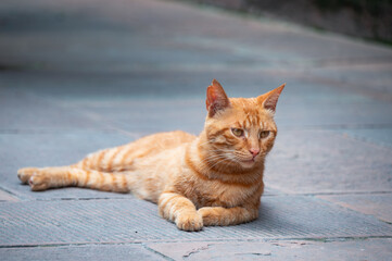 An orange cat lying on the ground