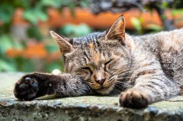 A tabby cat stretching its legs outdoors, relaxing and sleeping