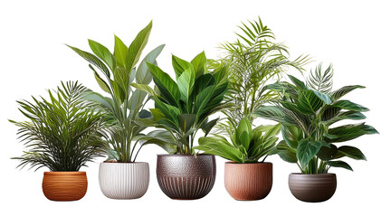 Fototapeta premium Collection of Decorative Potted Plants for Interior and Landscape Design