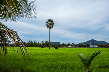 Green flooded rice paddies fields in Cambodia