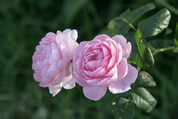 Beautiful roses in garden.
