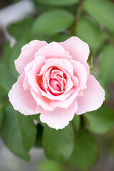 Beautiful rose in garden.