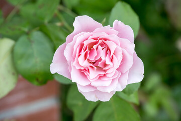 Beautiful rose in garden.