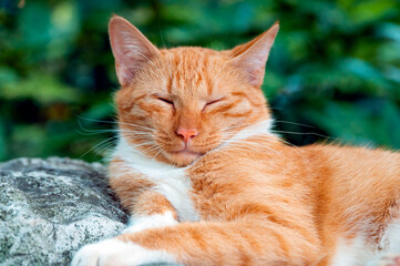 An orange cat lying on the ground