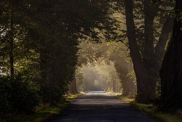 Obraz premium Aleja lipowa Karpniki