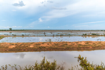 Herd of water buffalos roaming free near village of Kampong Phluk on the shores of the Tonle Sap lake in Cambodia