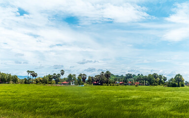 Green flooded rice paddies fields in Cambodia