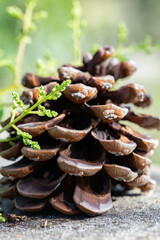 Decorative pine cones close up photo