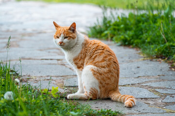 An orange white cat sitting on the ground