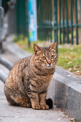 A tabby cat by the street