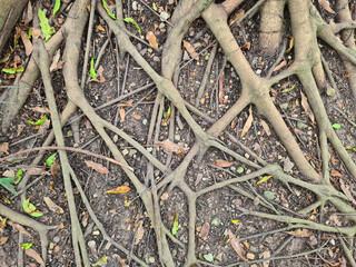 Small tree roots on dry ground