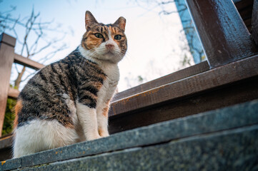 Take a low angle photo of a cat sitting on a step