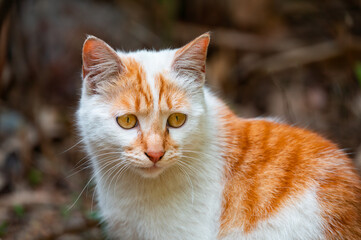 Close-up of a kitten outdoors