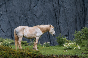A standing ginger horse