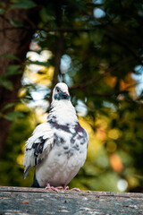 A black and white dove in the forest.