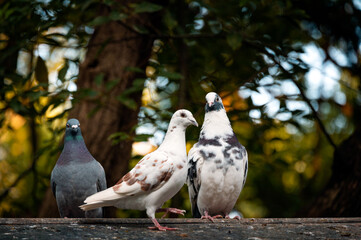 Three pigeons in the forest