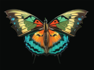 cyan and yellow butterfly isolated on black