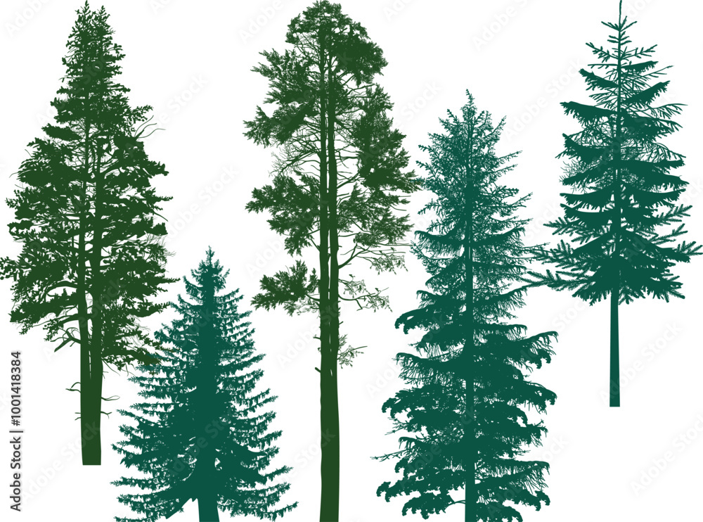 Canvas Prints five evergreen trees set isolated on white