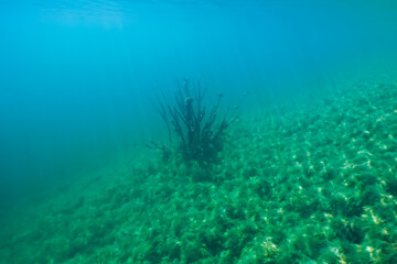 Fototapeta premium Underwater photography of a dead tree at the bottom of the Rummu quarry. Clear water.