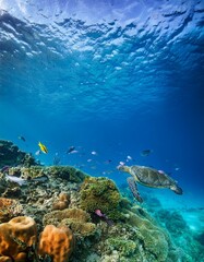 Fototapeta premium 透き通る青い海の中、色とりどりのサンゴ礁と魚たちが泳ぐ海底の世界。エメラルドグリーンに輝く水の中はウミガメヤイルカ、カラフルな熱帯魚が潜んで、太陽の光が水面から差し込んで海中