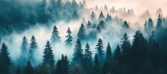 Misty forest landscape with pine trees and fog in the mountains. Abstract nature background. Forest landscape with coniferous trees and green foliage. 