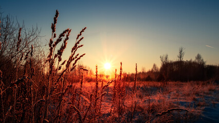 A snowy field with dry grass is illuminated by the sun dawn over the horizon. The sky is painted in...