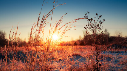 A snowy field with dry grass is illuminated by the sun dawn over the horizon. The sky is painted in...