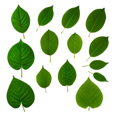 Naklejka premium green leaves PNG background