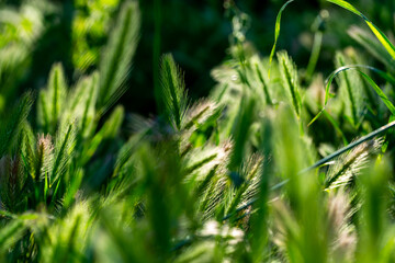 Hordeum murinum is a species of flowering plant in the grass family Poaceae, commonly known as wall barley or false barley.