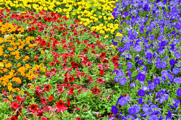 Four colors of flowers clustered together in the garden