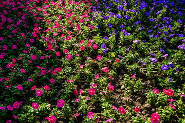 A large number of flowers under the light and shadow