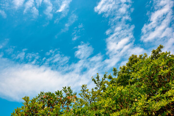Obraz premium Treetops under blue sky and white clouds