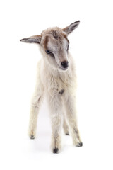 One white little goat.