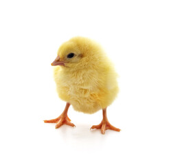 Baby yellow chicken.