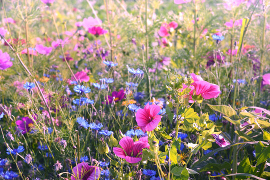 Garten 1443